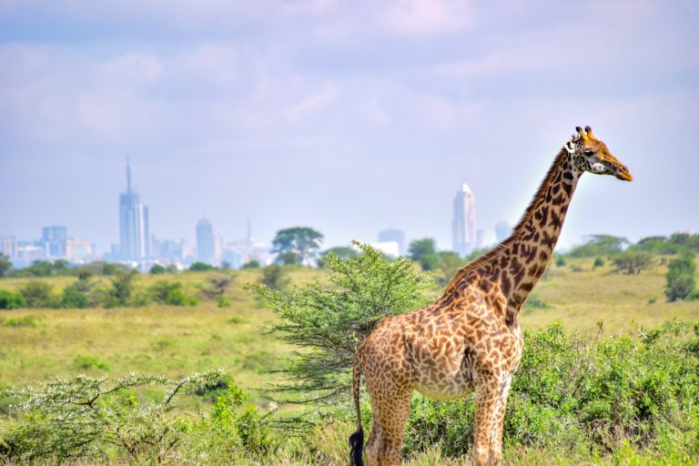 Giraffe in Nairobi National Park with the city skyline behind