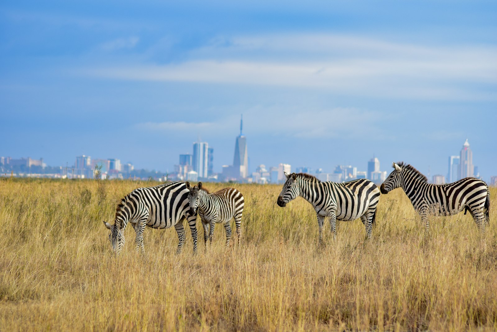 Herd of zebras grazing on dry golden grassland on a Kenyan savanna