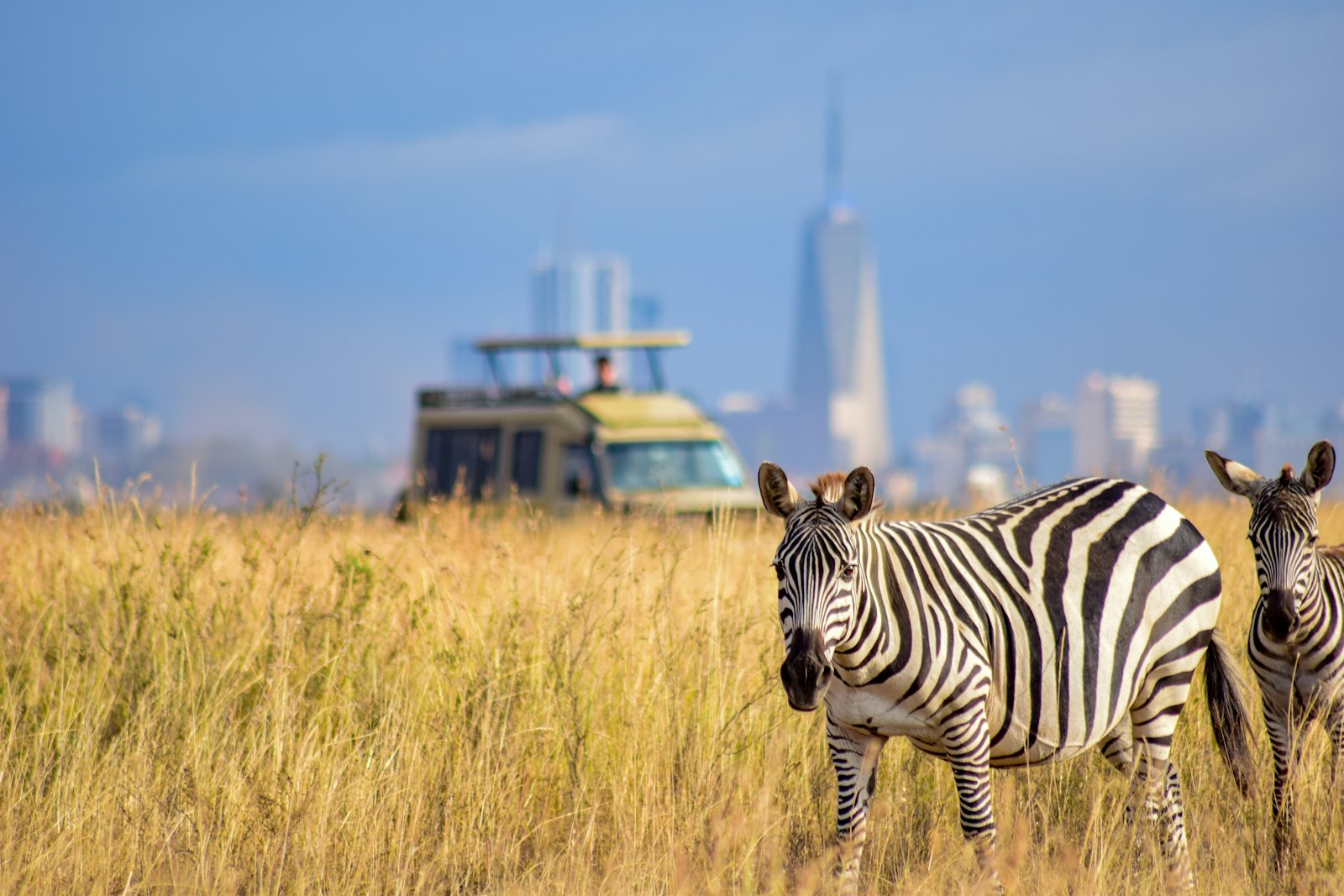 Two zebras on dry grassland in Nairobi National Park, close to the airport hotels