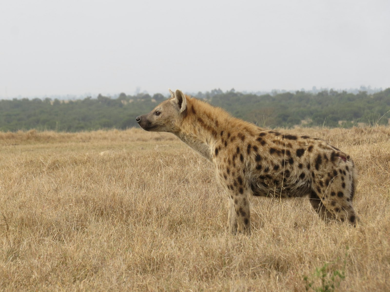 Spotted hyena standing in a field of dry grass on the savanna