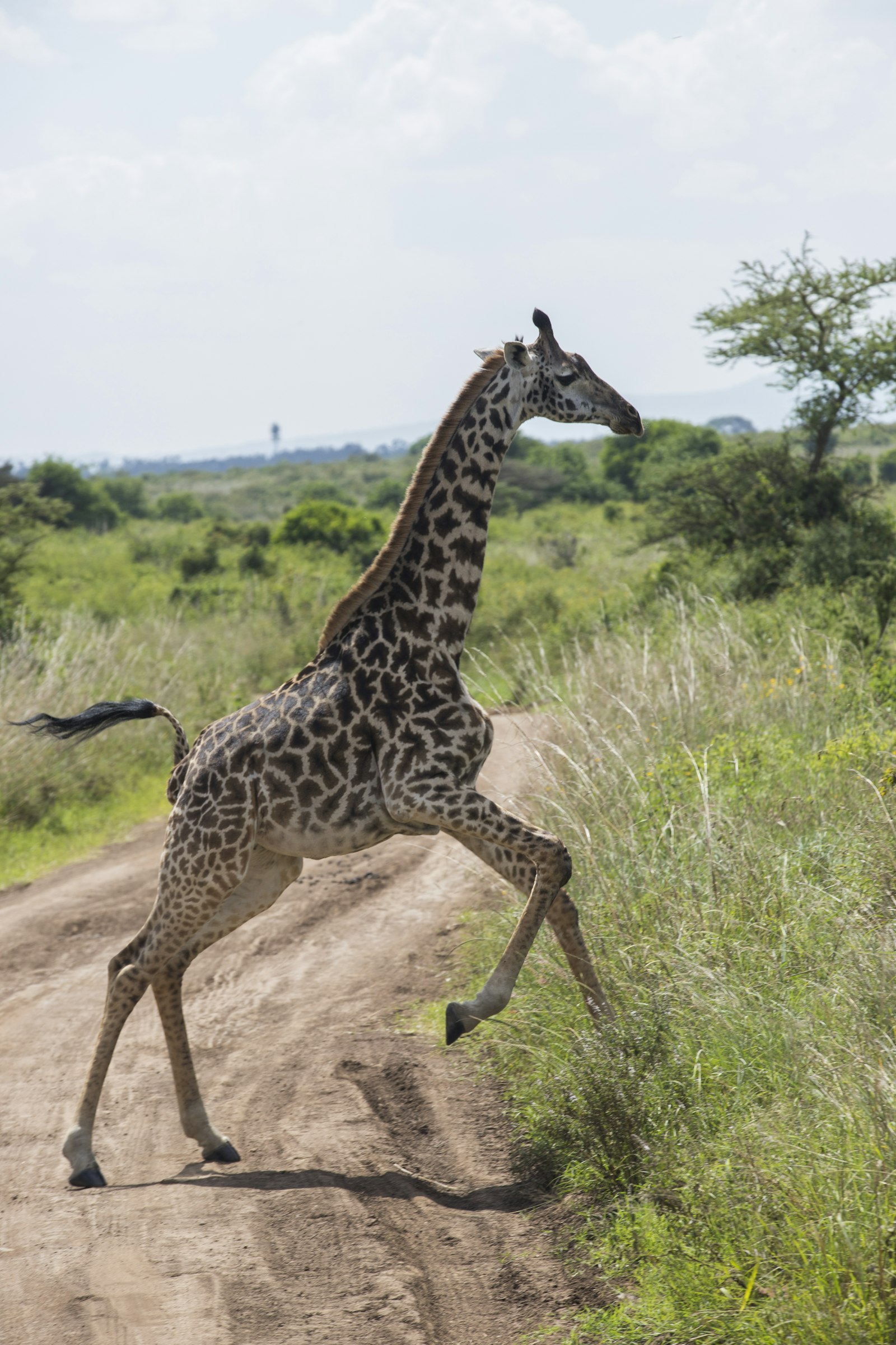 A giraffe crossing a dirt road in a Kenyan park, a classic sight on a short Nairobi layover