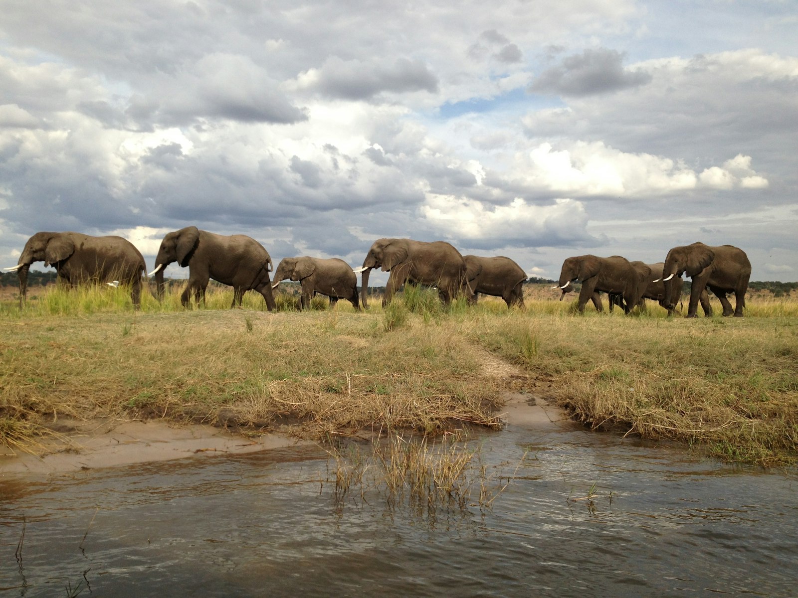 Herd of elephants walking across a grass-covered plain in southern Africa