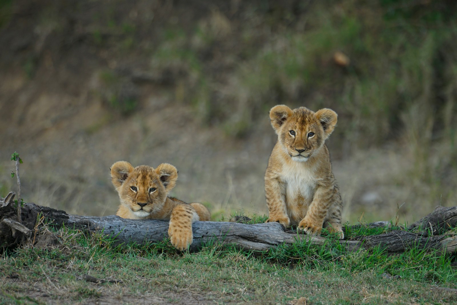Two young lion cubs sitting together on a fallen log in long grass