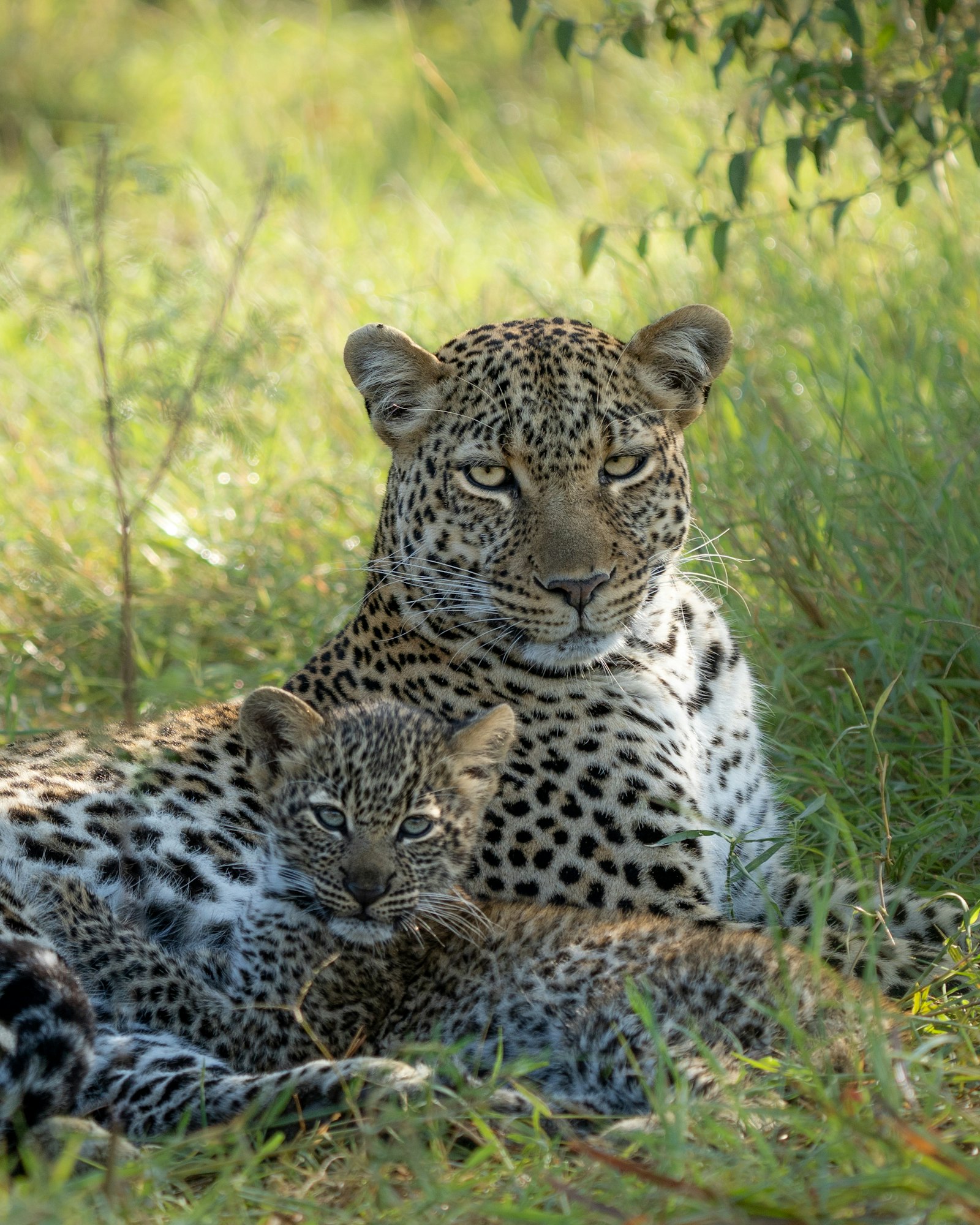 Mother leopard lying in the grass beside her young cub on the savanna