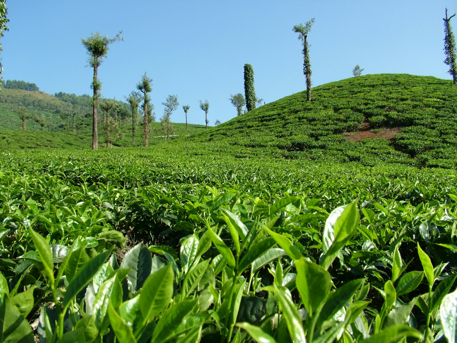 Tea fields near the city, source of the chai to drink with what to eat in Nairobi