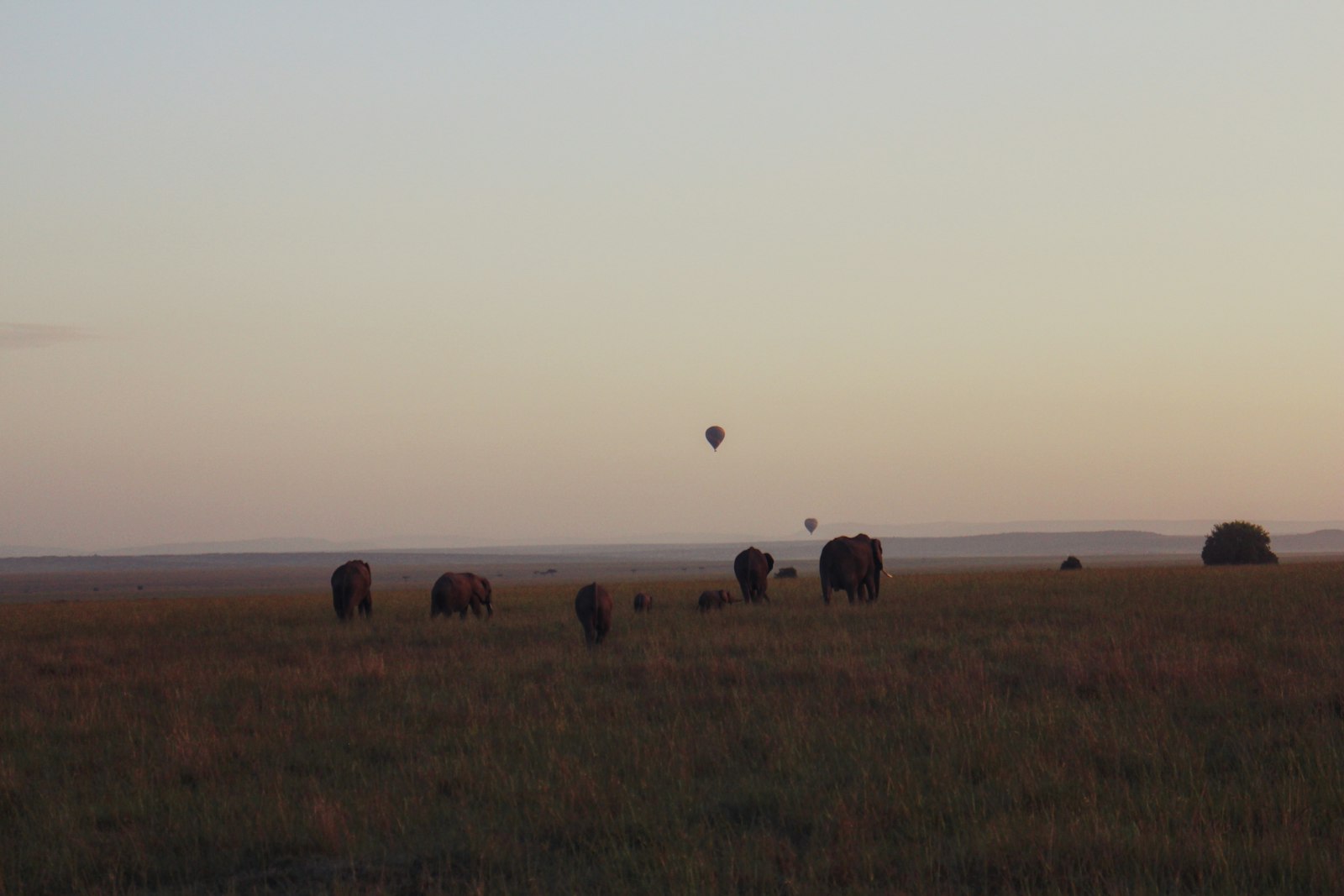 Herd of elephants grazing together on lush green grassland after the rains