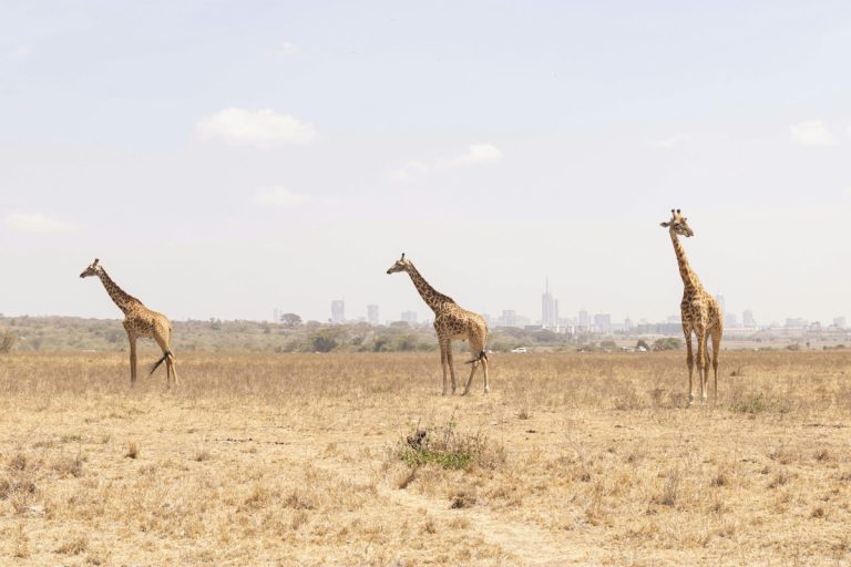 Giraffes in Nairobi National Park with the city skyline, a top reason to leave JKIA on a layover