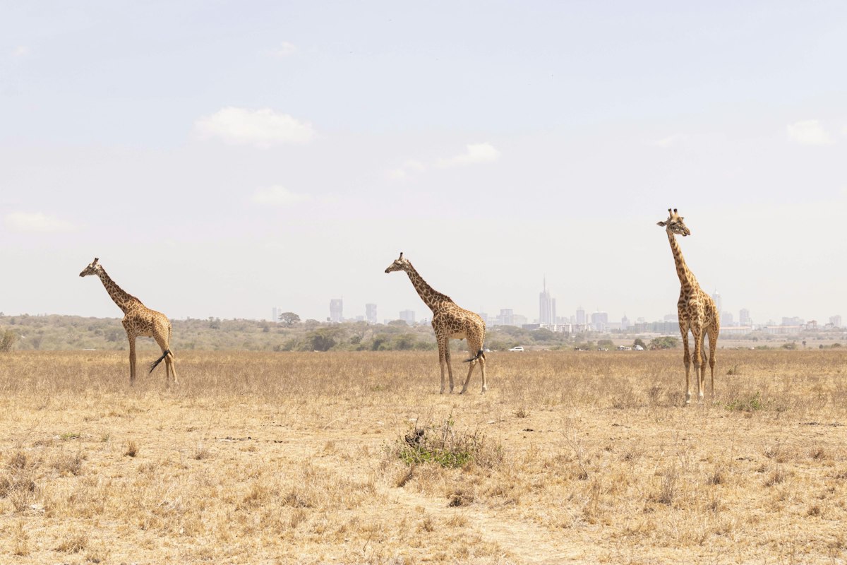 Giraffes in Nairobi National Park with the city skyline, a top reason to leave JKIA on a layover