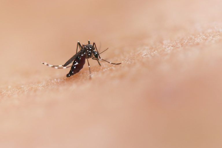 Insects on safari: a close-up of a mosquito landing on human skin