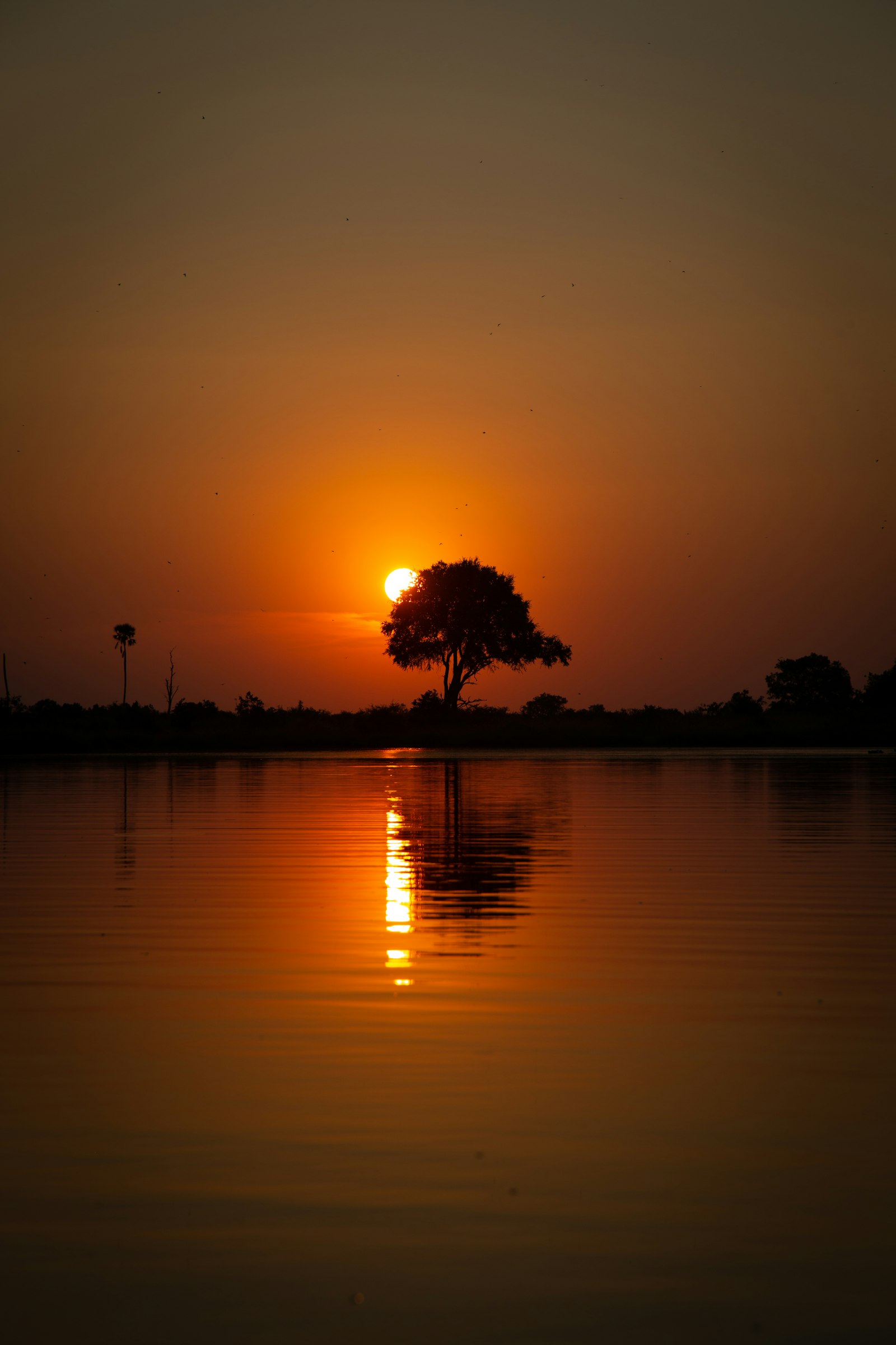 Lone acacia tree silhouetted against a glowing orange sunset on the savanna