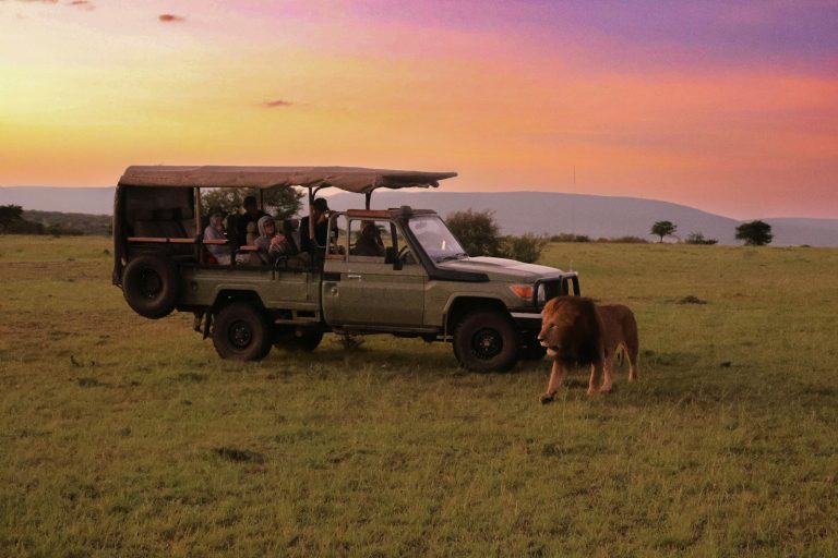Typical day on safari: guests in an open vehicle watching a lion resting in the grass