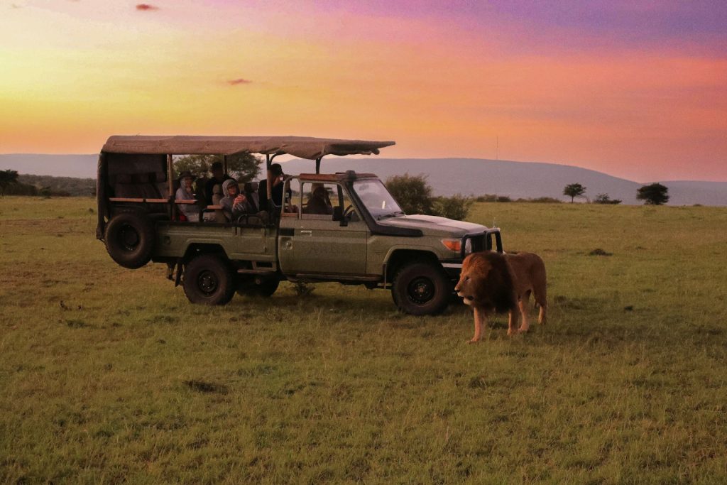 Safari vehicle and cattle on open grassland, a scene familiar to Masai Mara for travel agents