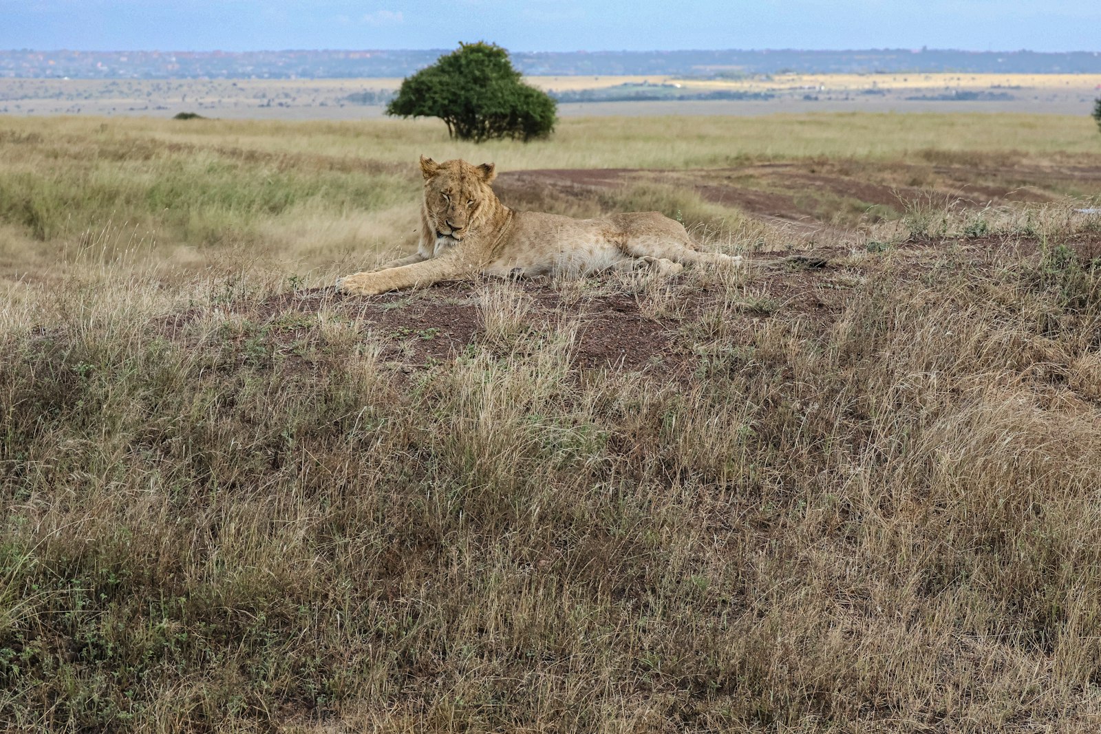 A lion resting in the grass, a sight many travellers hope for on a Nairobi stopover