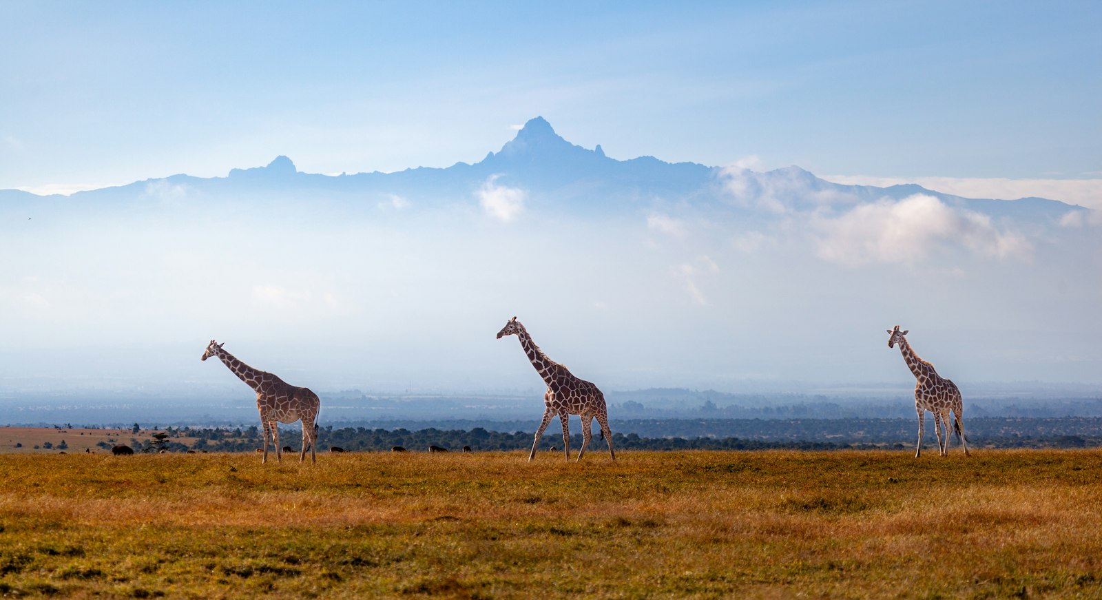 Group of giraffes standing together in an open grassy field in Kenya