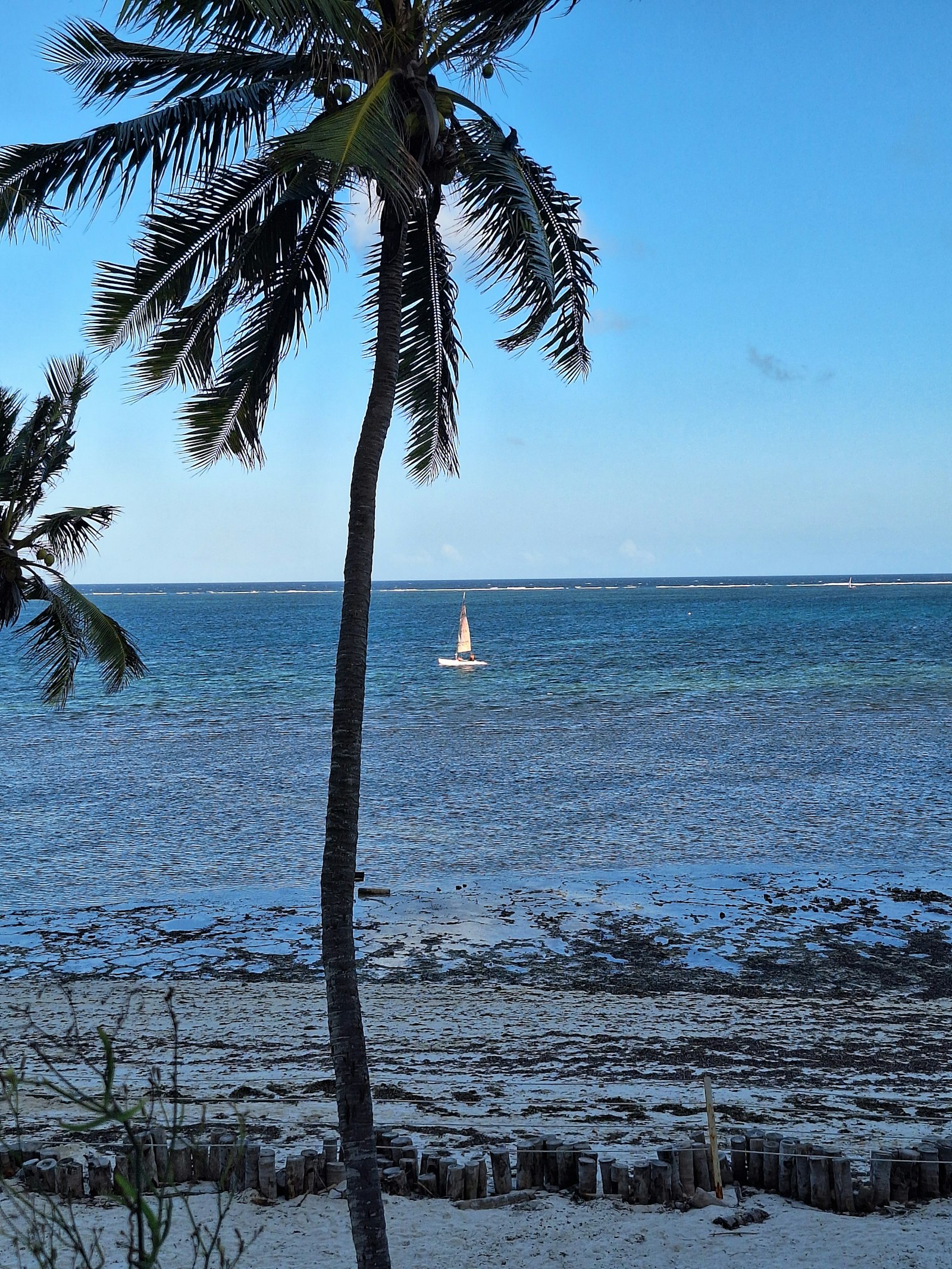 Palm tree leaning over a white-sand Kenyan coast beach with a sailboat offshore