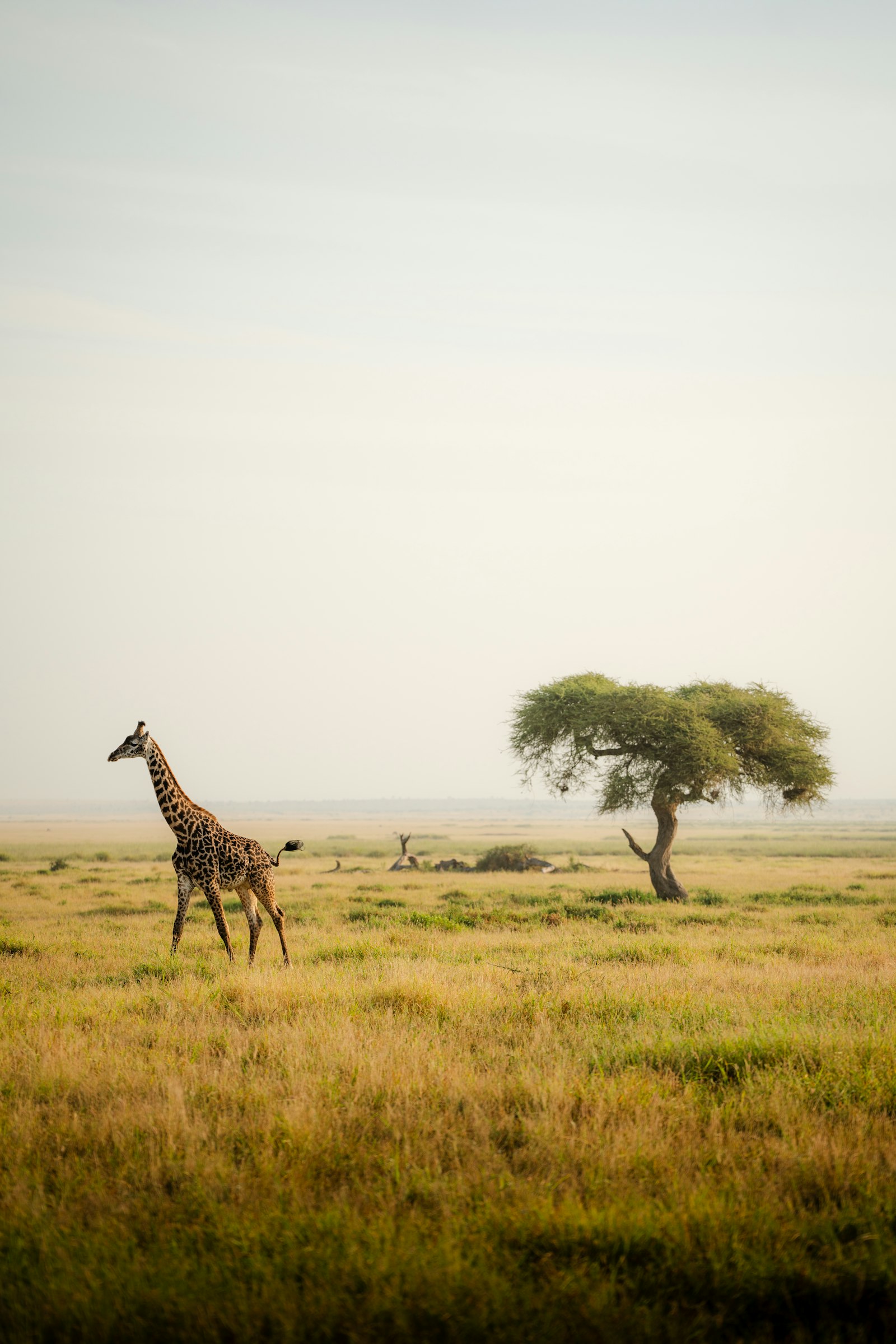 Single giraffe walking across a lush green field after the rains in Kenya