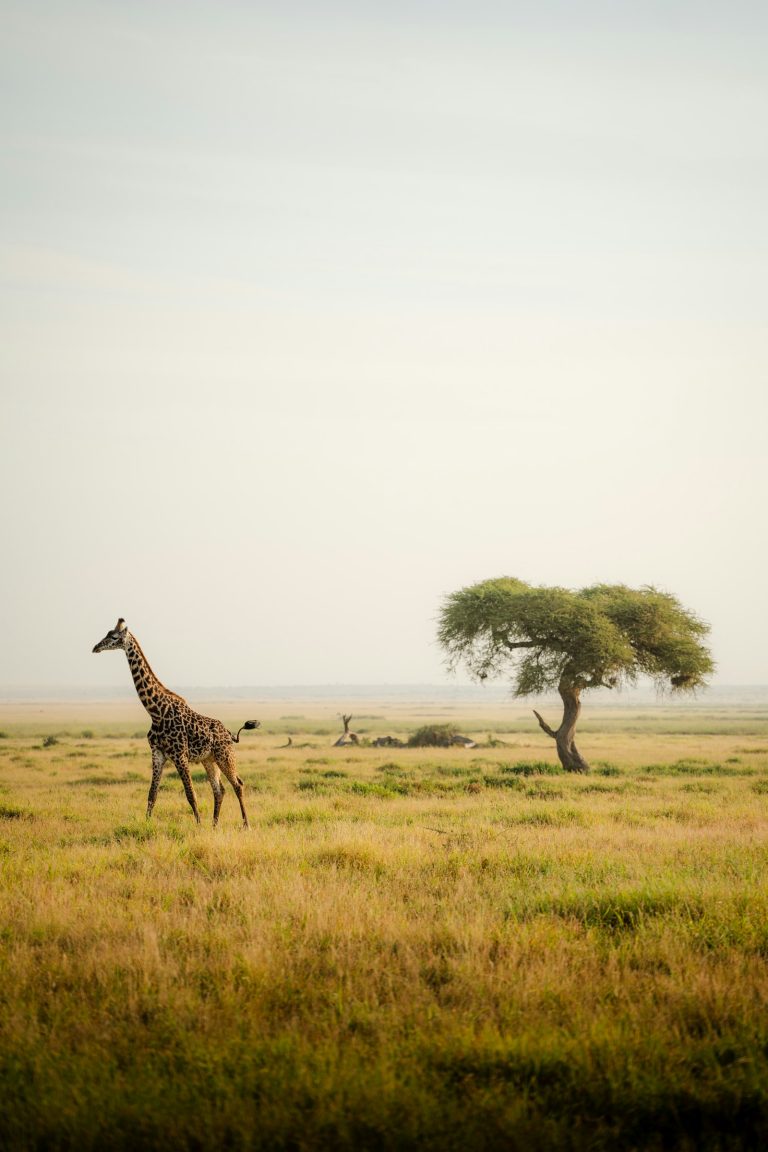 Cheapest time for a Kenya safari: a giraffe walking across lush green plains in the low season