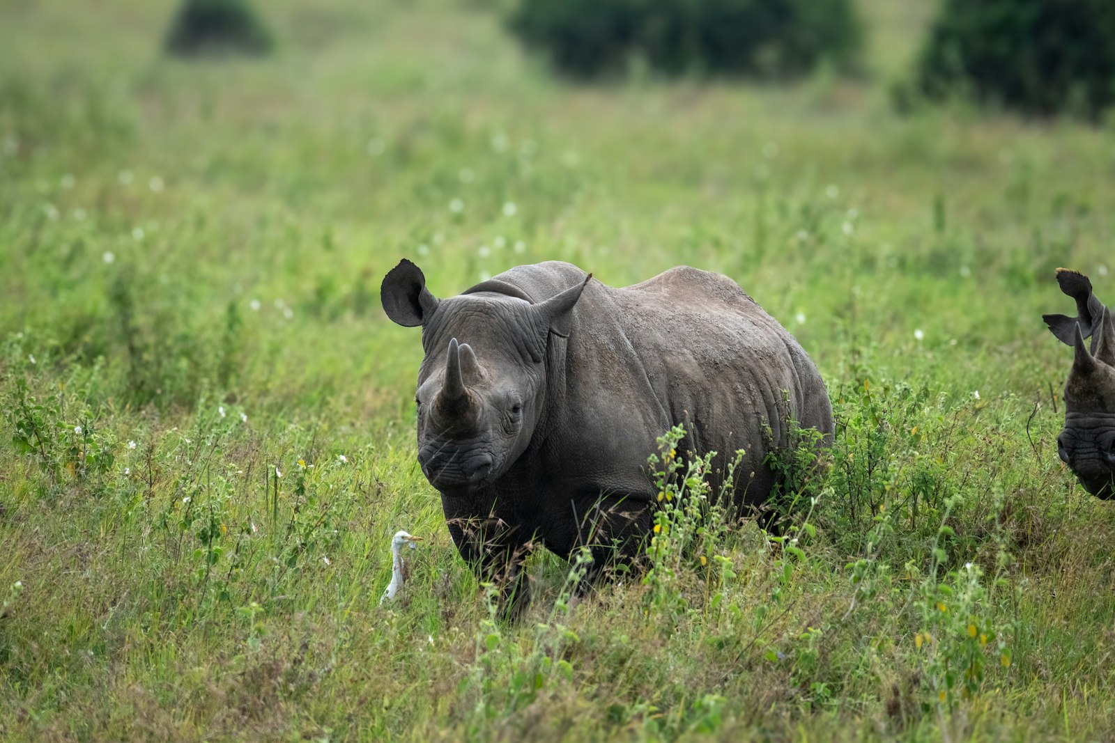 Two rhinos walking through the grass in Nairobi National Park, a short drive from the airport terminals