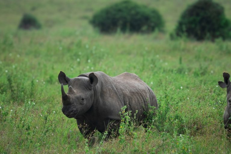 Two rhinos standing in the grass in Nairobi National Park, a highlight of a 12 hour layover in Nairobi