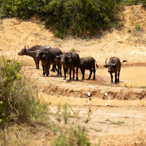 Buffalo at a muddy watering hole, wildlife seen on an Ol Donyo Sabuk and Fourteen Falls tour