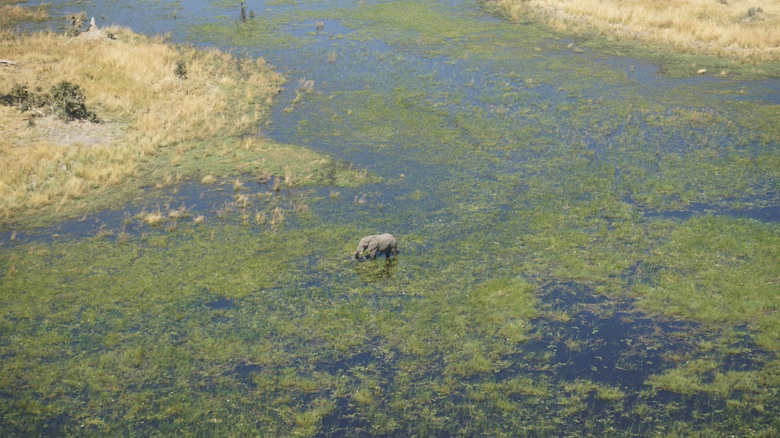 Elephant wading through shallow water and reeds in the Okavango Delta, Botswana