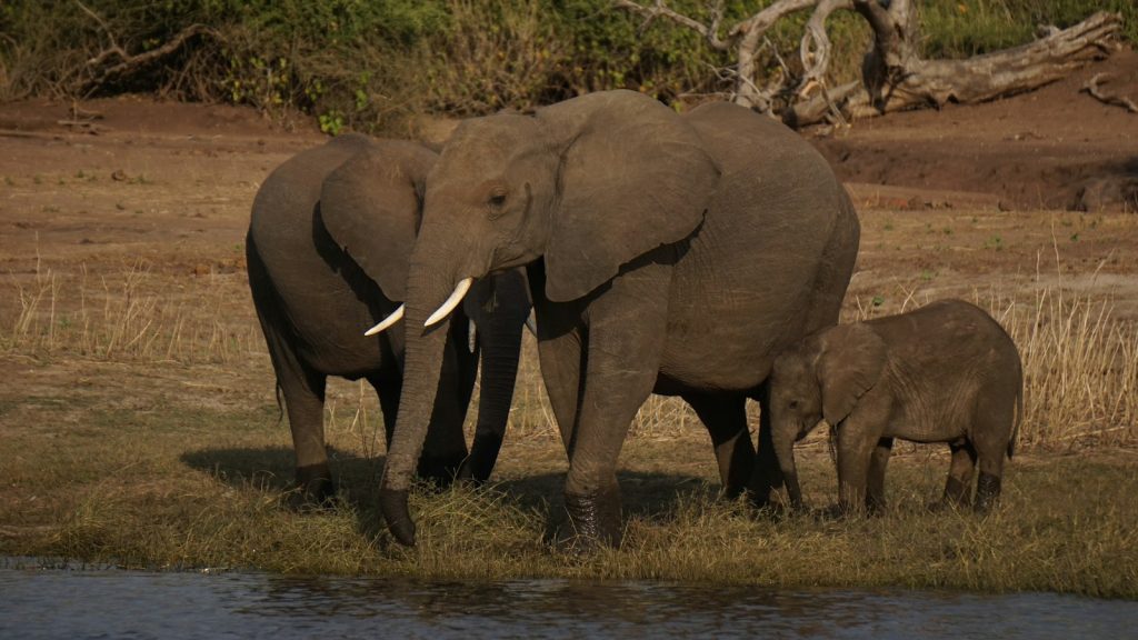 Safari minimum age guide: an elephant family with a baby standing near water