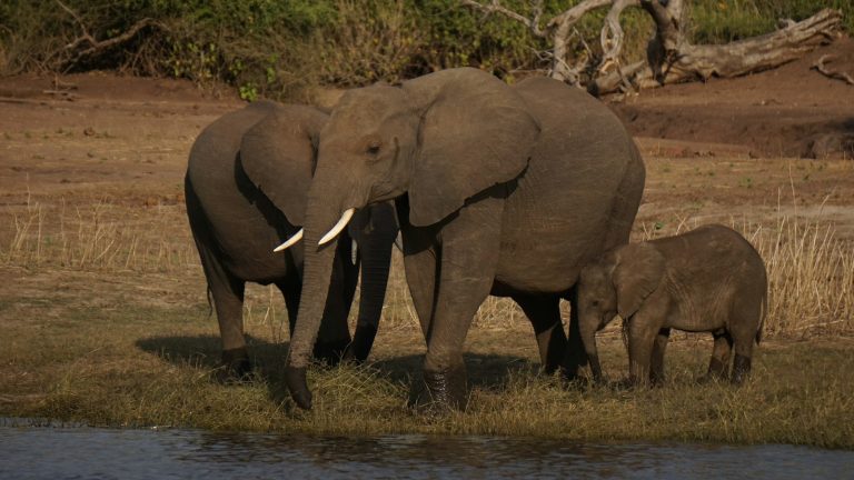 Safari minimum age guide: an elephant family with a baby standing near water