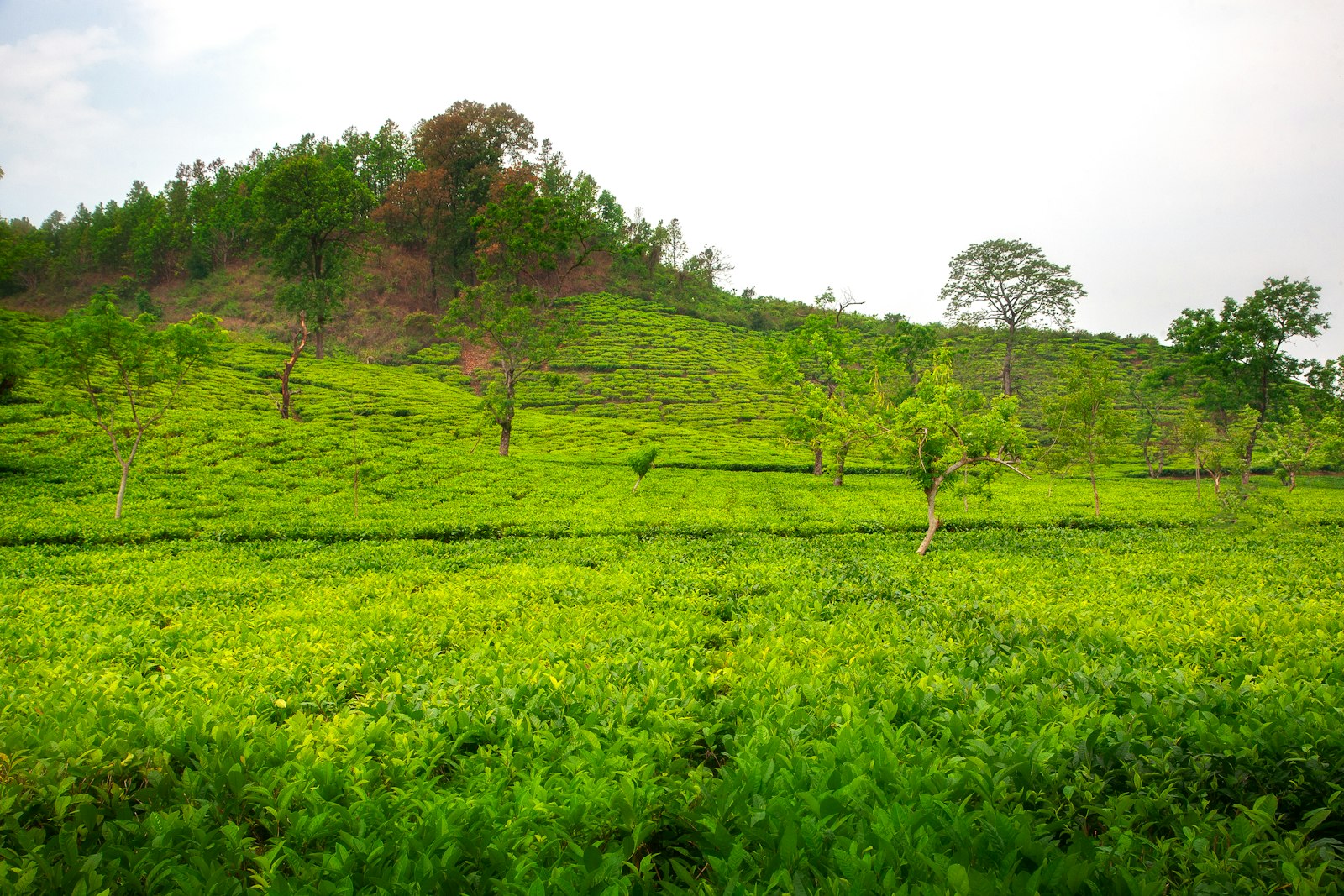 Rows of tea bushes seen on a Kiambethu tea farm tour in Limuru