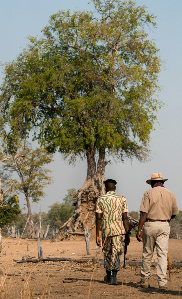 Safari fitness on foot: two people walking through dry, grassy bush country