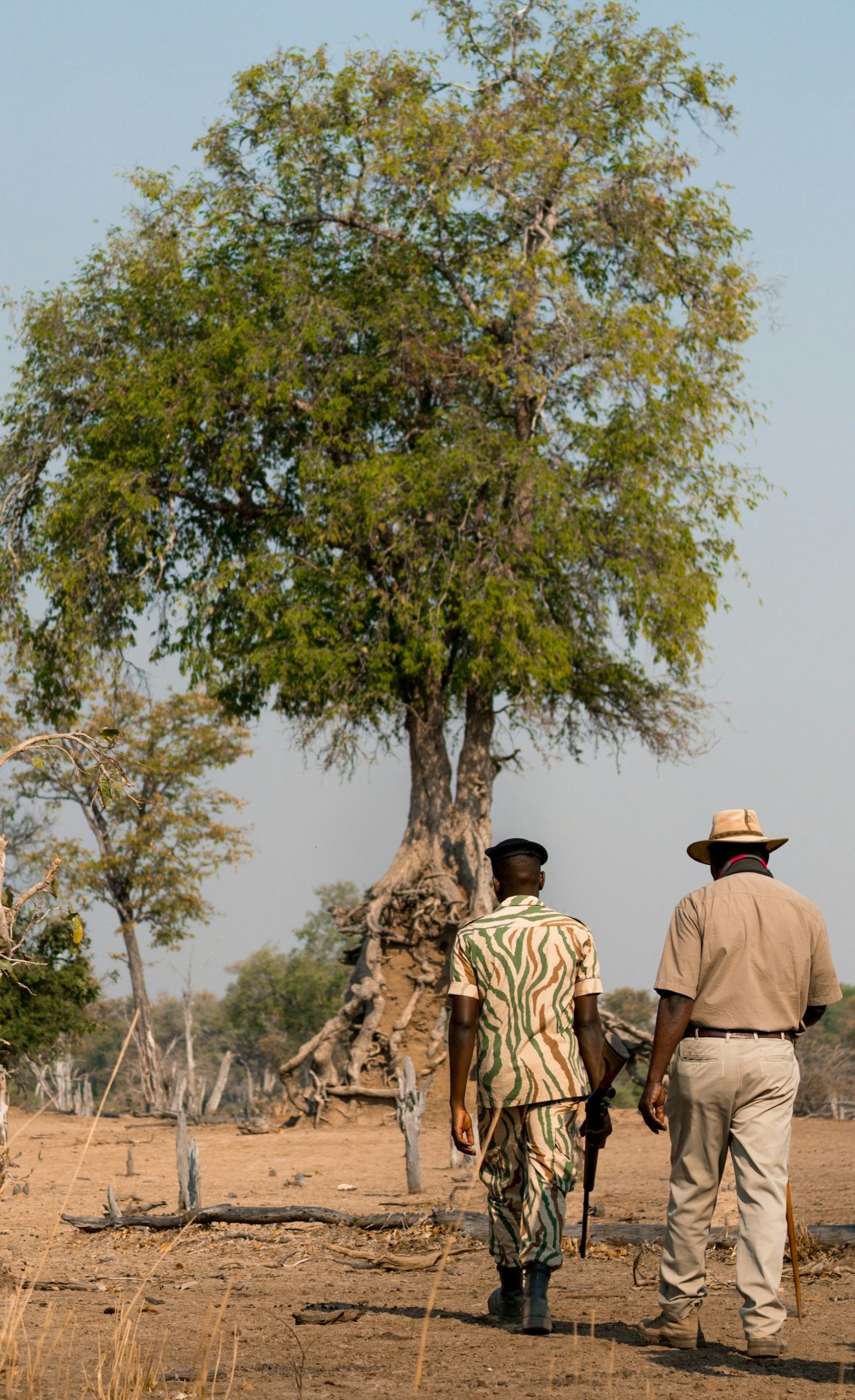 Safari fitness on foot: two people walking through dry, grassy bush country
