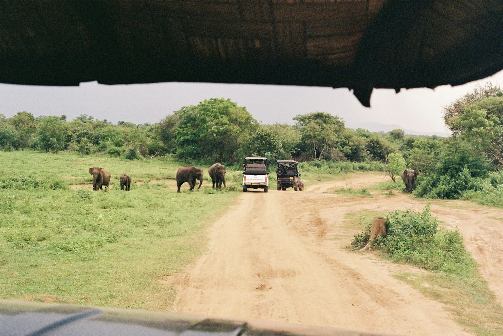 Elephant herd crossing a dirt track beside parked safari vehicles on an afternoon drive