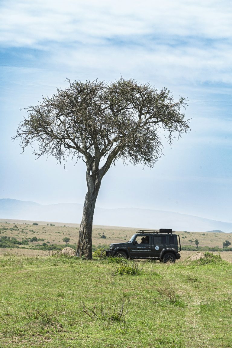 Safari cancellation policy guide: a safari vehicle parked under a large savanna tree