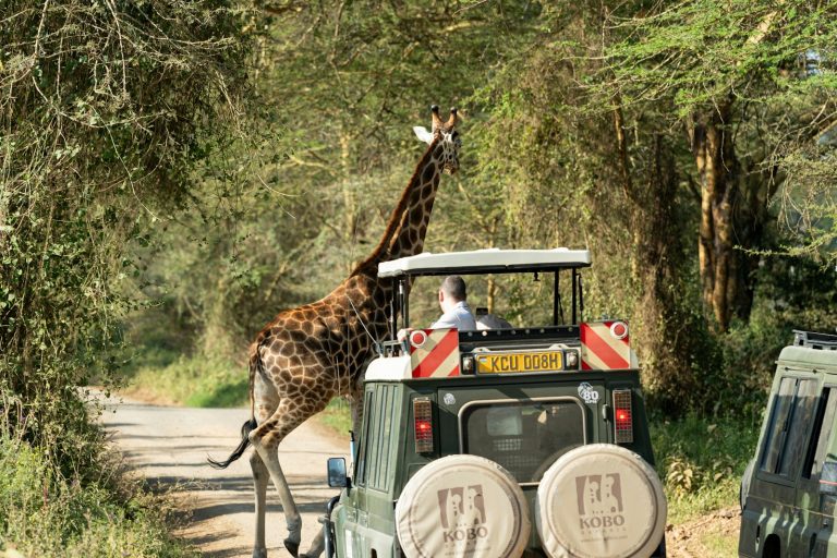 Safari in your 70s: a giraffe walking past a safari vehicle in the bush