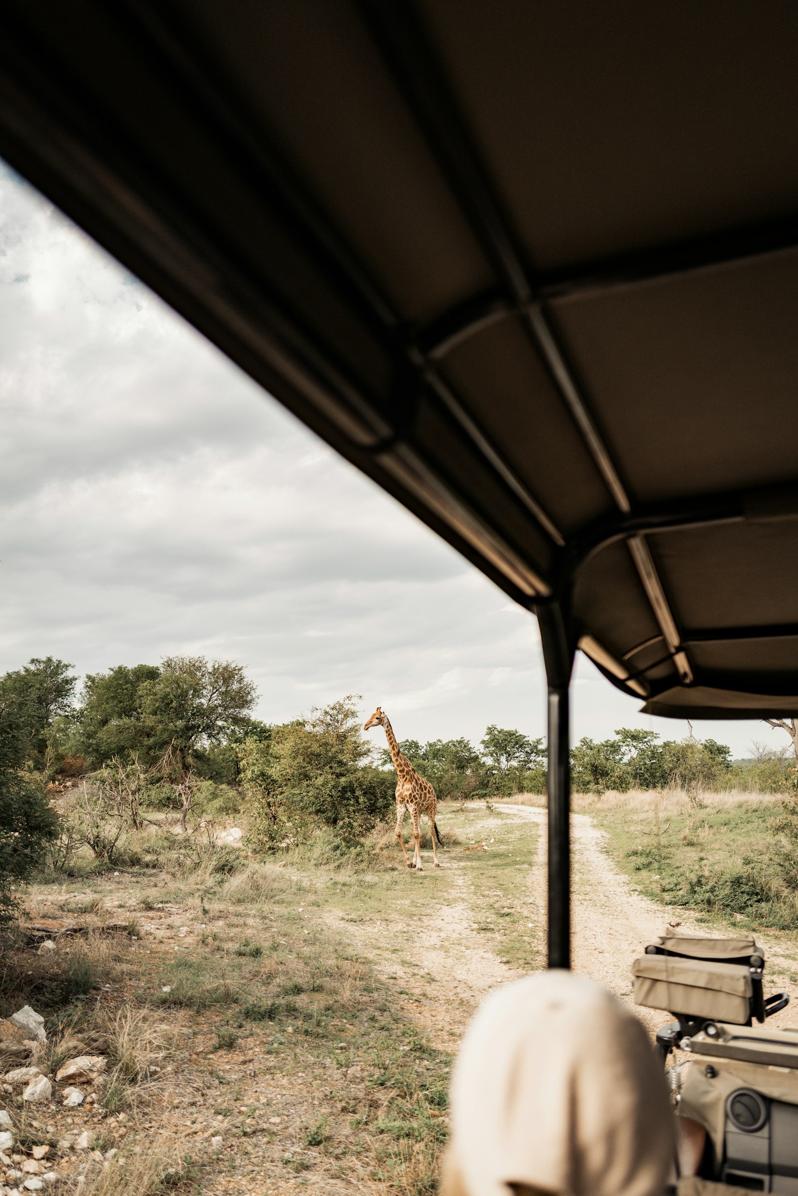 Giraffe viewed from inside a safari vehicle on a dusty dirt road