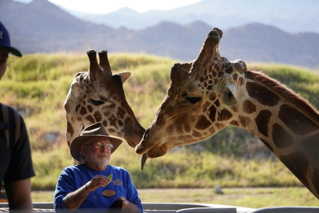 Two giraffes nuzzling a visitor at feeding time, the Giraffe Centre or elephant orphanage choice