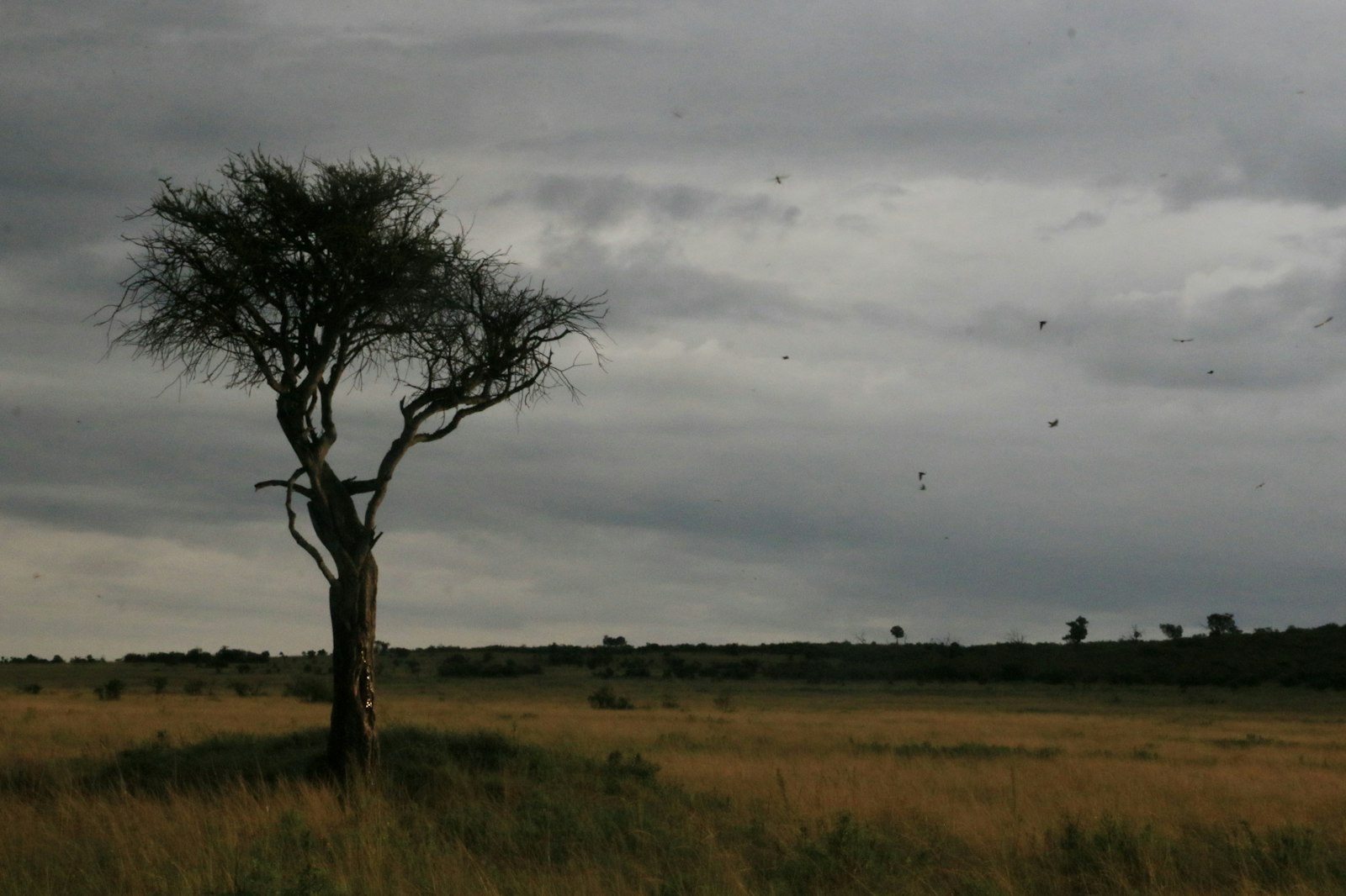 Lone acacia tree on open grassland under heavy clouds during the rainy season
