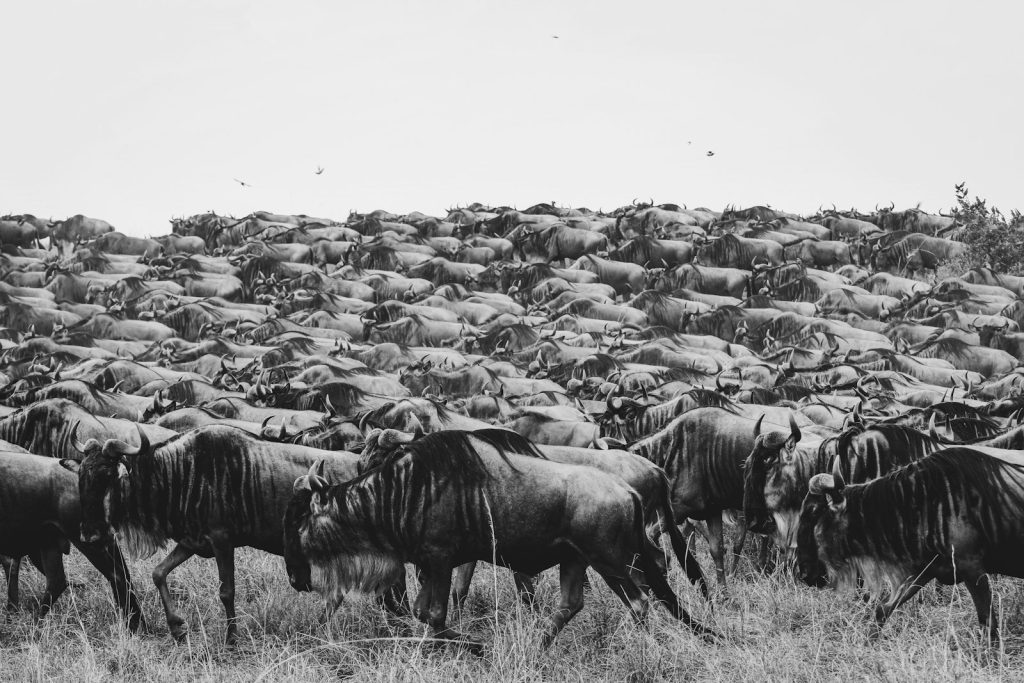 Masai Mara or Serengeti: a wildebeest herd migrating across open grassy plains