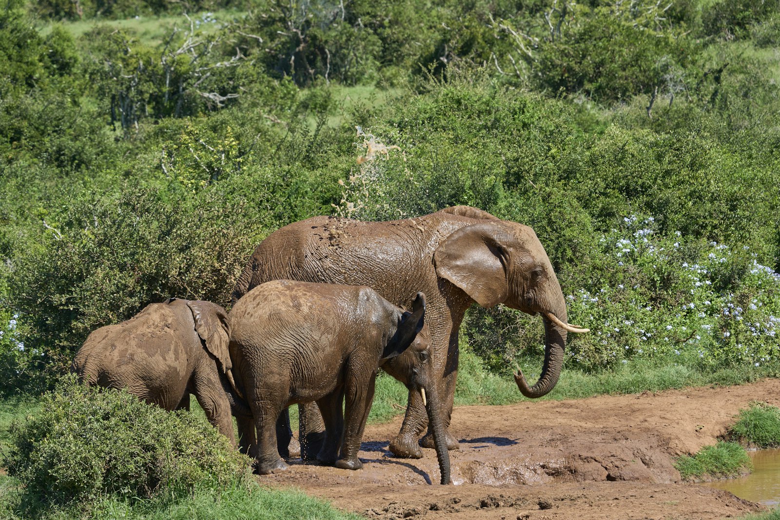 Three young elephants covered in red mud beside green bush after a mud bath