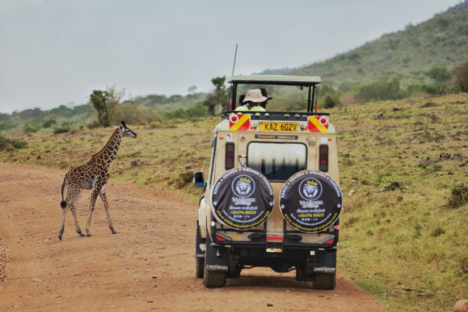 Masai Mara crowds: a single safari vehicle waits as a giraffe crosses the track