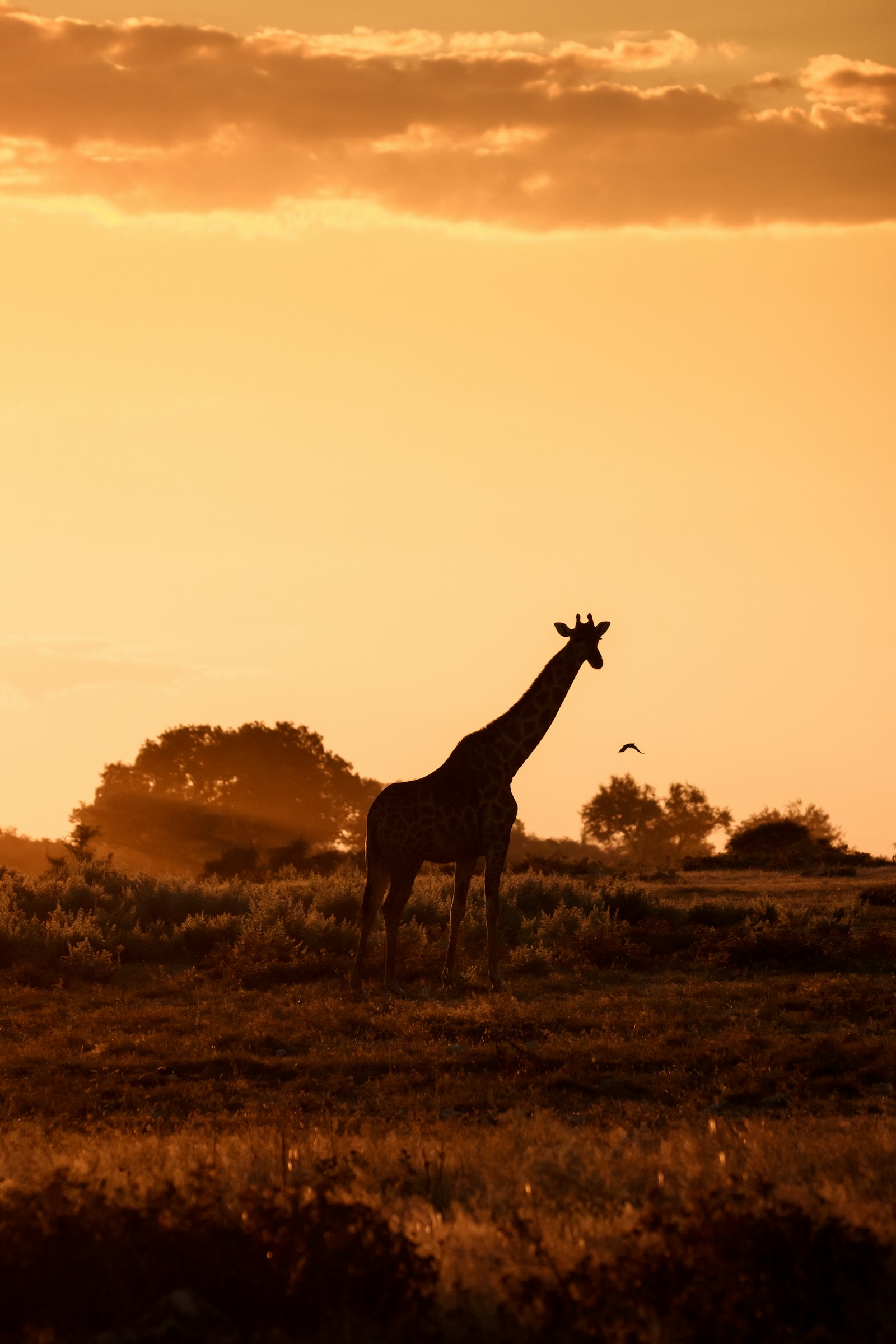 Giraffe silhouetted against a golden sunset over the African savanna
