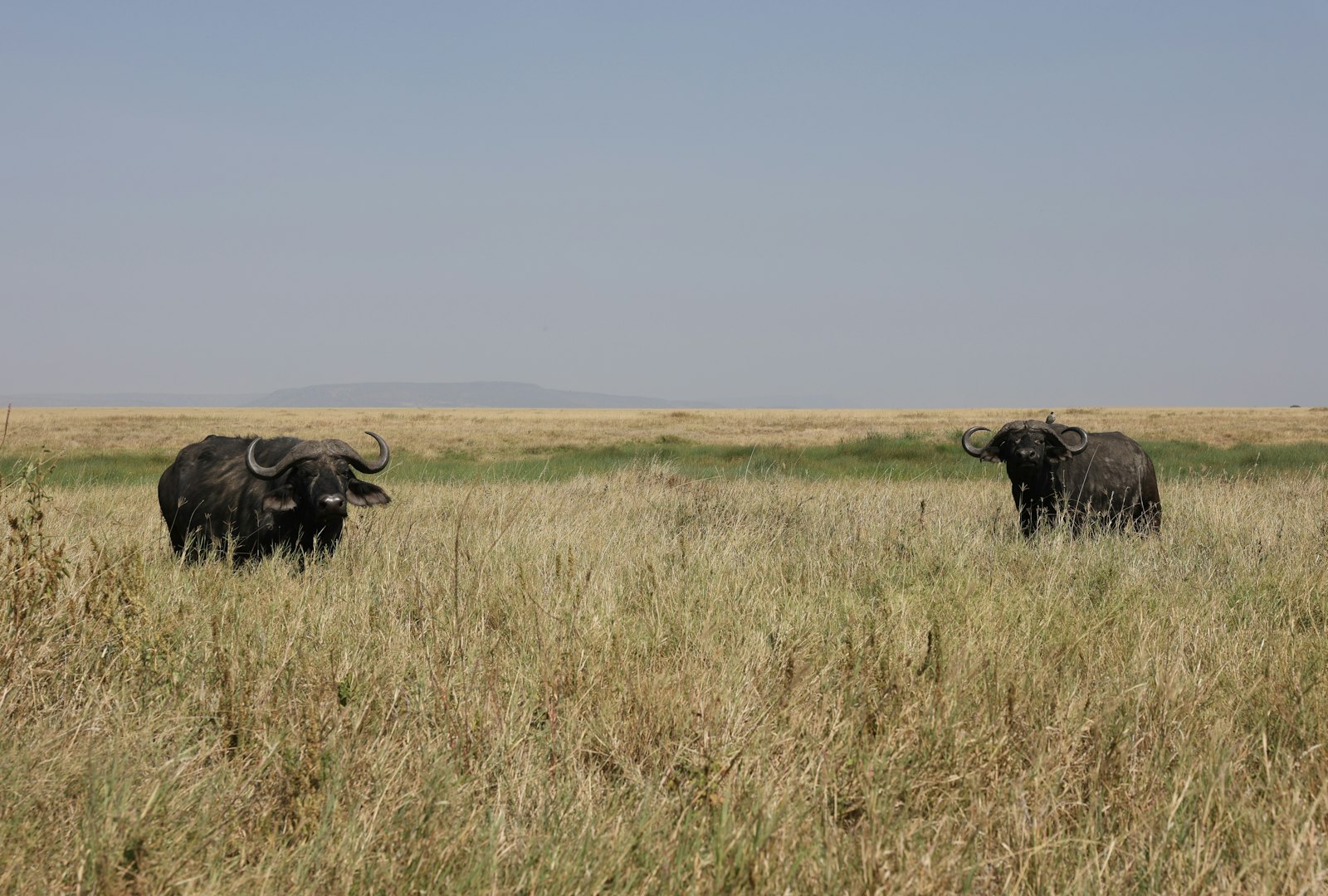 Two Cape buffalo standing in a wide, dry grassy plain