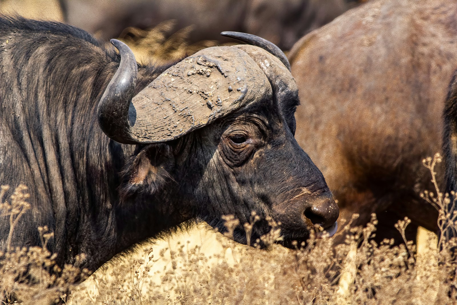 Cape buffalo with heavy curved horns standing in dry golden grass on the savanna