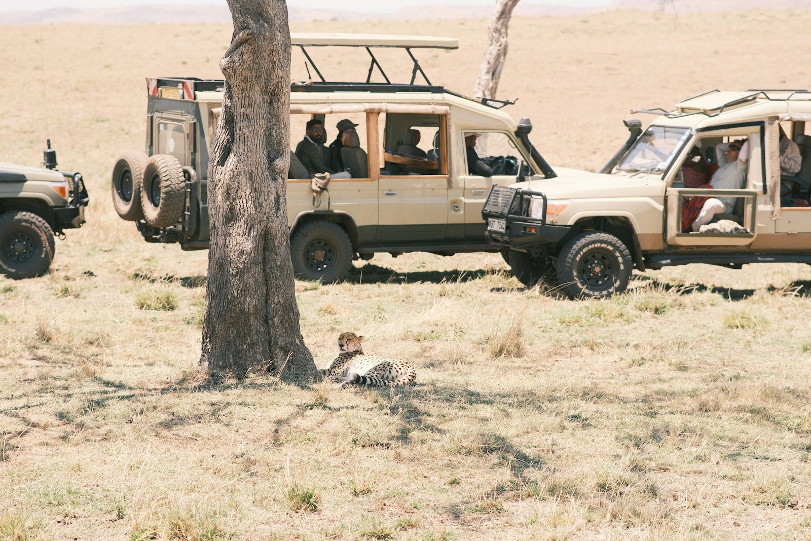 Cheetah resting in the shade near Olare Motorogi Conservancy camps in the Masai Mara