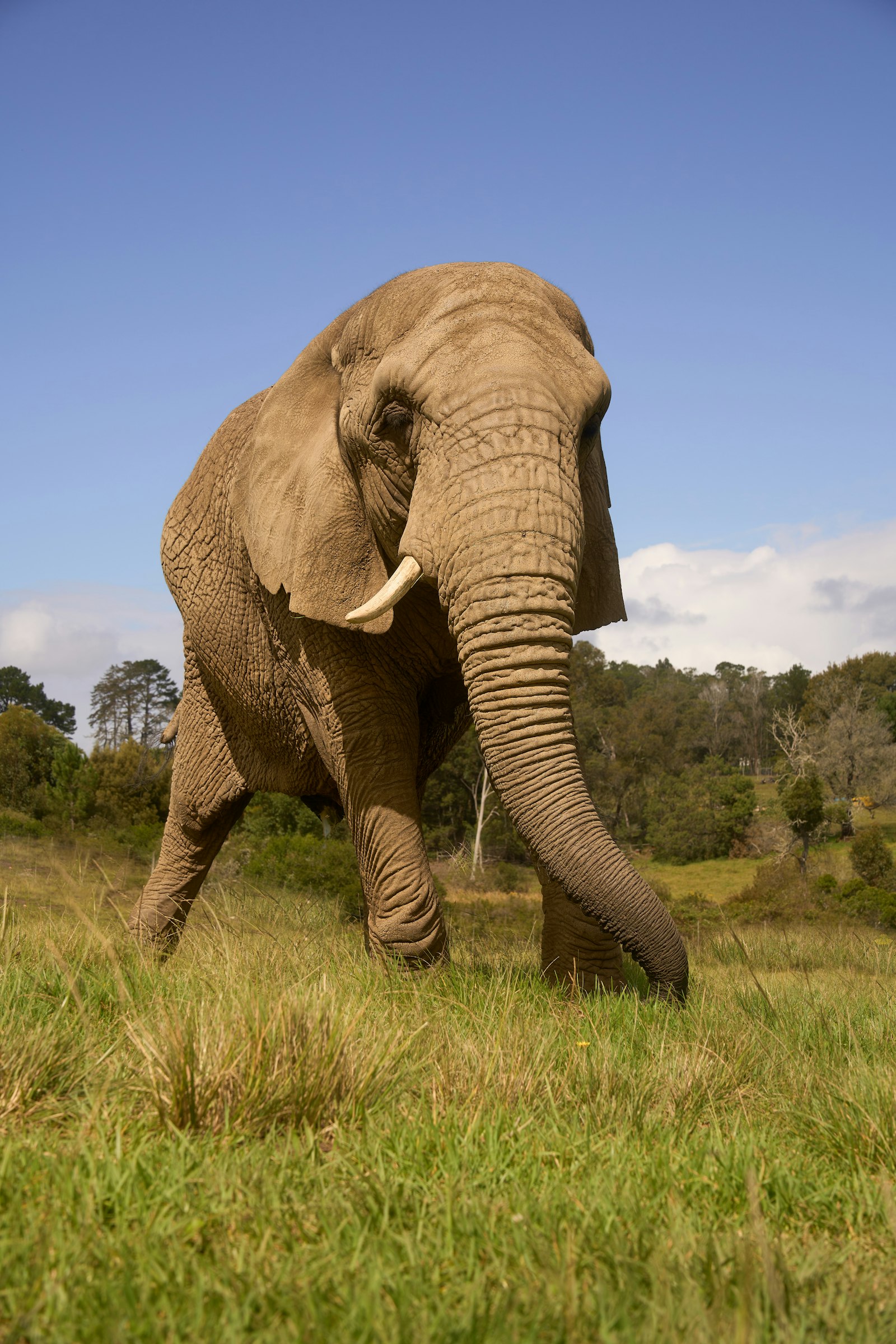 African elephant walking through a grassy plain under a clear blue sky