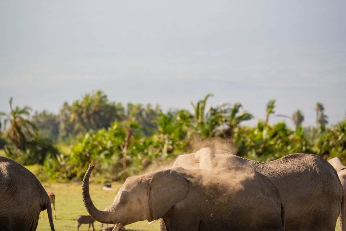Elephants beneath Mount Kilimanjaro in Amboseli