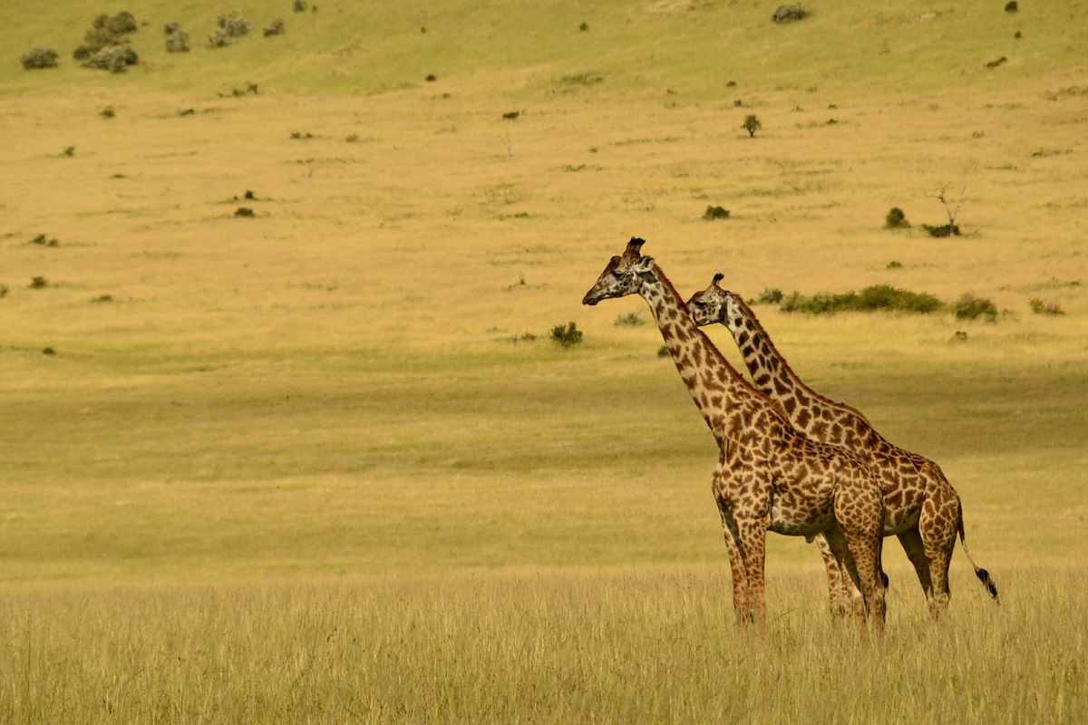 Giraffe browsing on a Nairobi National Park safari