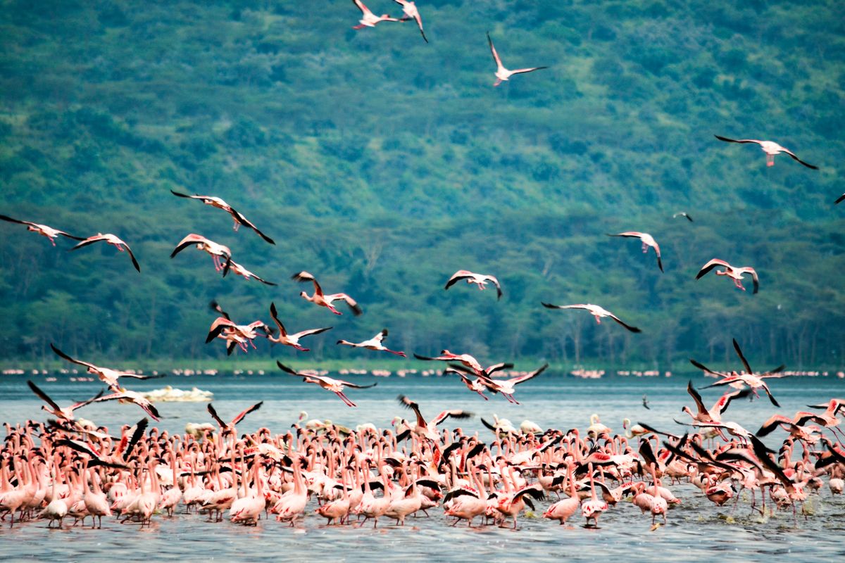 Flamingos at Lake Nakuru on a Kenya safari