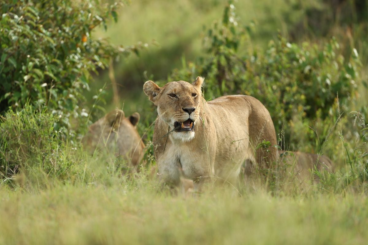 Lion watching the migration herds in the Masai Mara