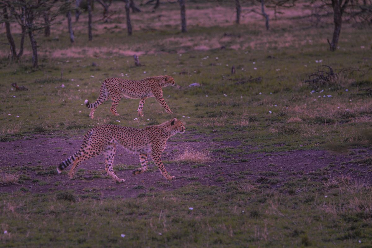 Cheetah scanning the plains in the Masai Mara