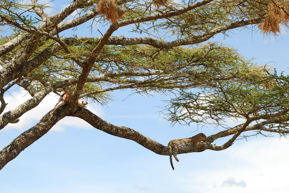 Leopard in a tree on the safari leg of a Kenya bush and beach holiday